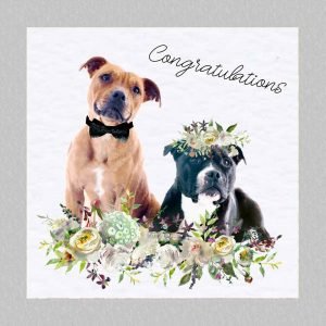 Staffy Card Congratulations